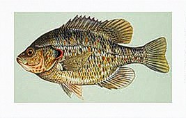 Catch & Release Redear Sunfish – HSV Lakes Granada & Estrella