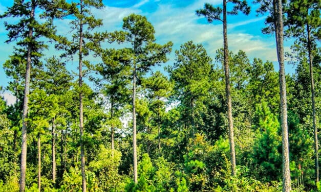 HSV Property Owner Talks Forestry Management