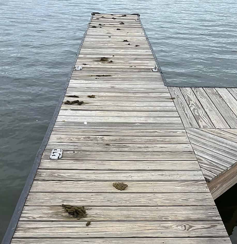 Wild Goose Chase in Hot Springs Village Geese Defecating on Dock