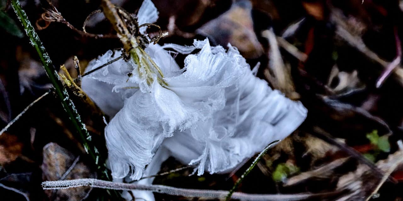 What Are Frost Flowers?