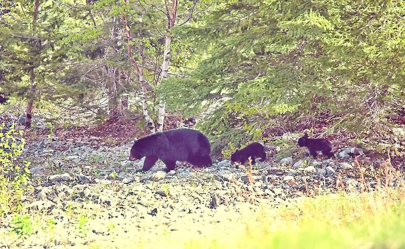 DON’T Feed the Bears – Their Lives Depend on it! –  HSV