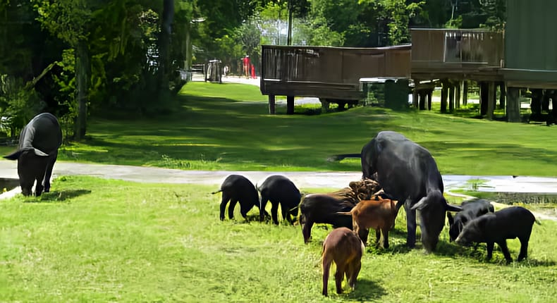 Feral Swine Threats Diseases and Other Risks Hot Springs Village