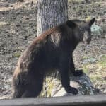 HSV – Save the Bears!  Villagers asked to remove bird feeders for now