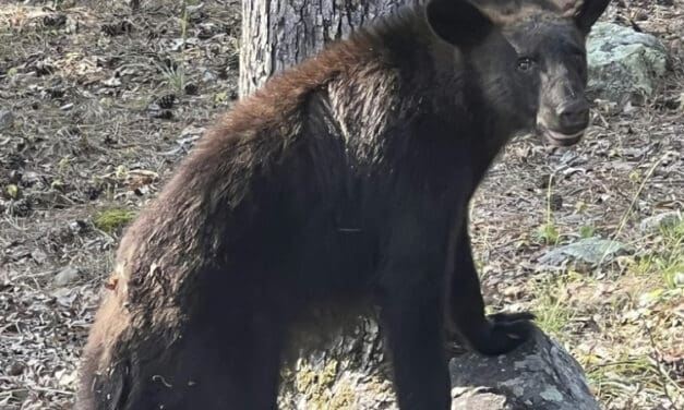HSV – Save the Bears!  Villagers asked to remove bird feeders for now