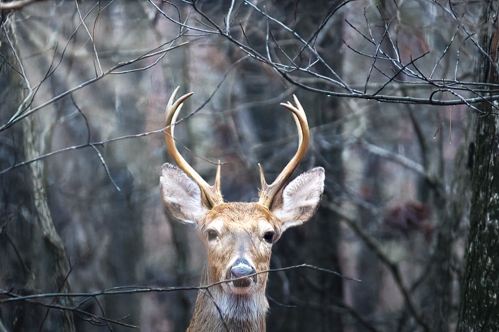 Important - AGFC 2023 Urban Deer Hunt Management Tag Required interior image