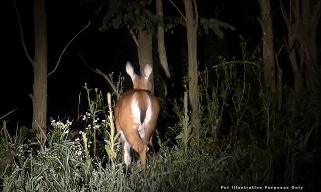 Hot Springs Village Deer in the Spotlight