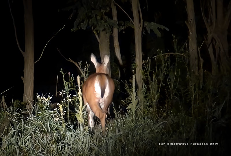 Hot Springs Village Deer in the Spotlight