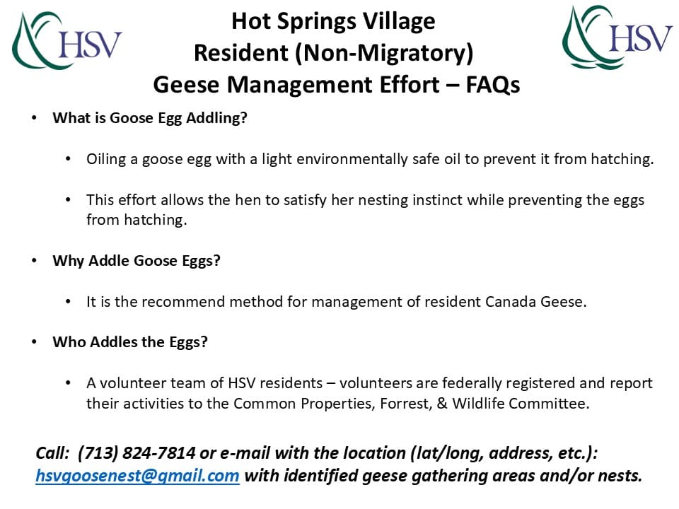 Goose egg addling - Hot Springs Village - Humane Population Management Practice 5